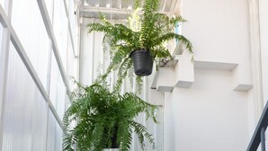 A narrow indoor corridor with a staircase on the right, lined with potted plants and a hanging plant. - Morn-Ing Hostel (Bangkok)