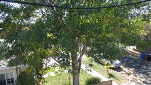 A residential area with a tree-lined street, a parked car, and a brick wall. - SPACIOUS  ONE  BEDROOM APARTMENT VERY CLOSE TO VENICE BEACH with washer /dryer (Los Angeles)