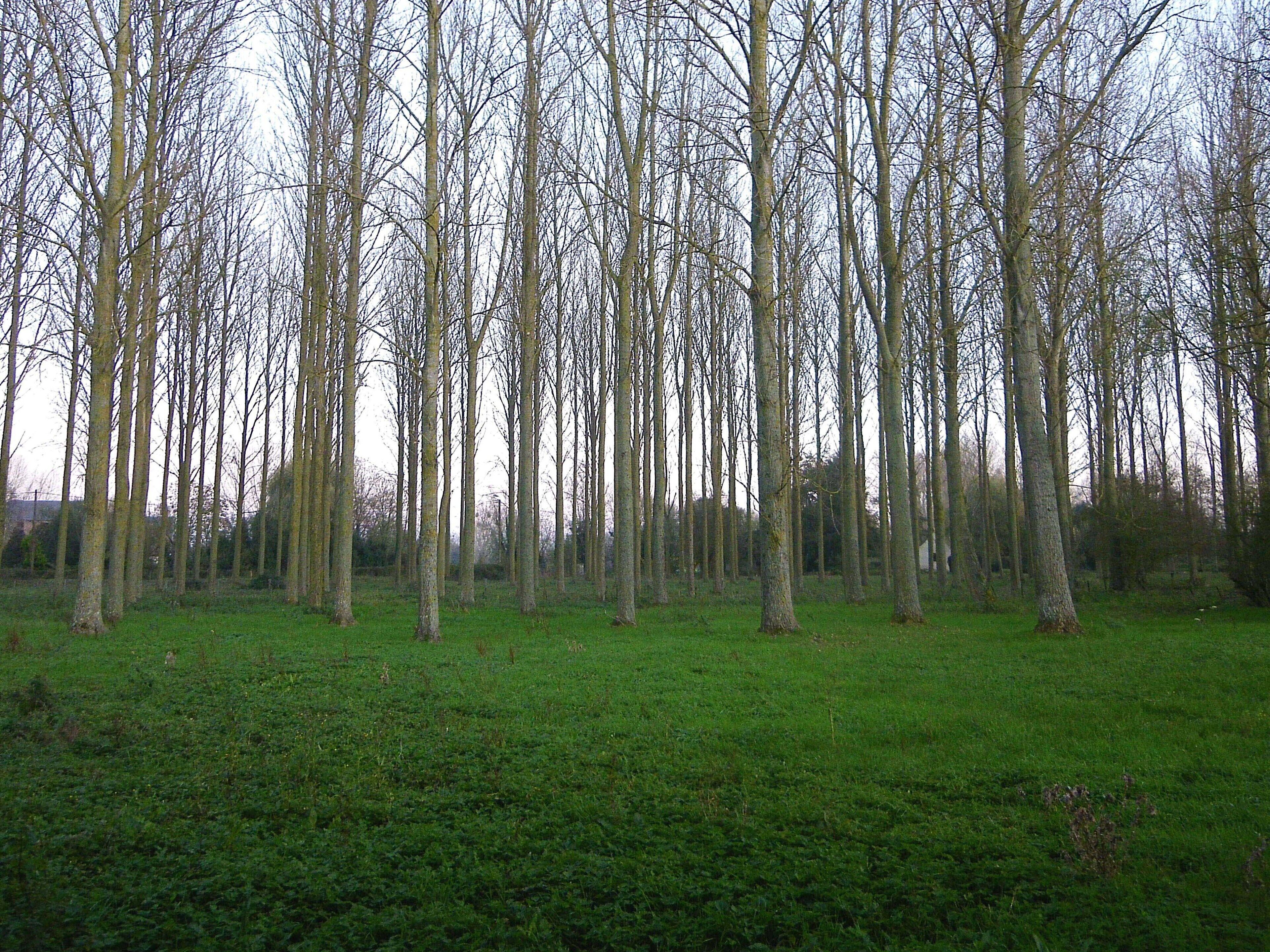 Une forêt avec de grands arbres sans feuilles et un champ d’herbe.