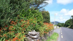 A rural road with a stone wall and flowering plants on one side. - Cosy cottage near village  beach  Links and Hogs Head Golf Courses (Waterville)