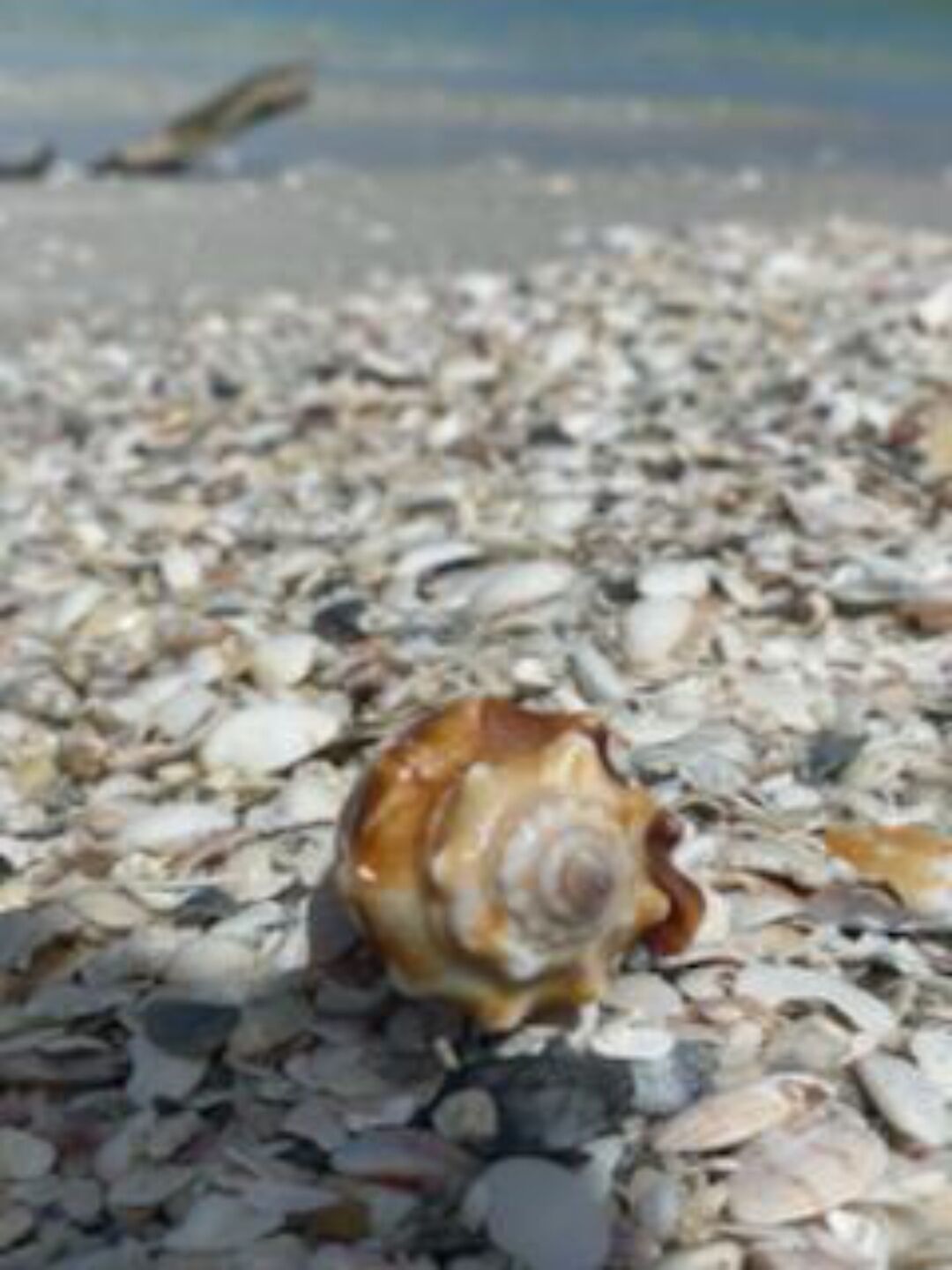 A shell on a pebbled beach.