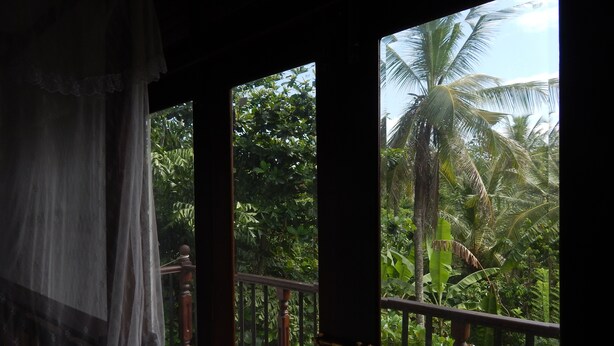 Un balcon offrant une vue sur une végétation luxuriante et des palmiers.