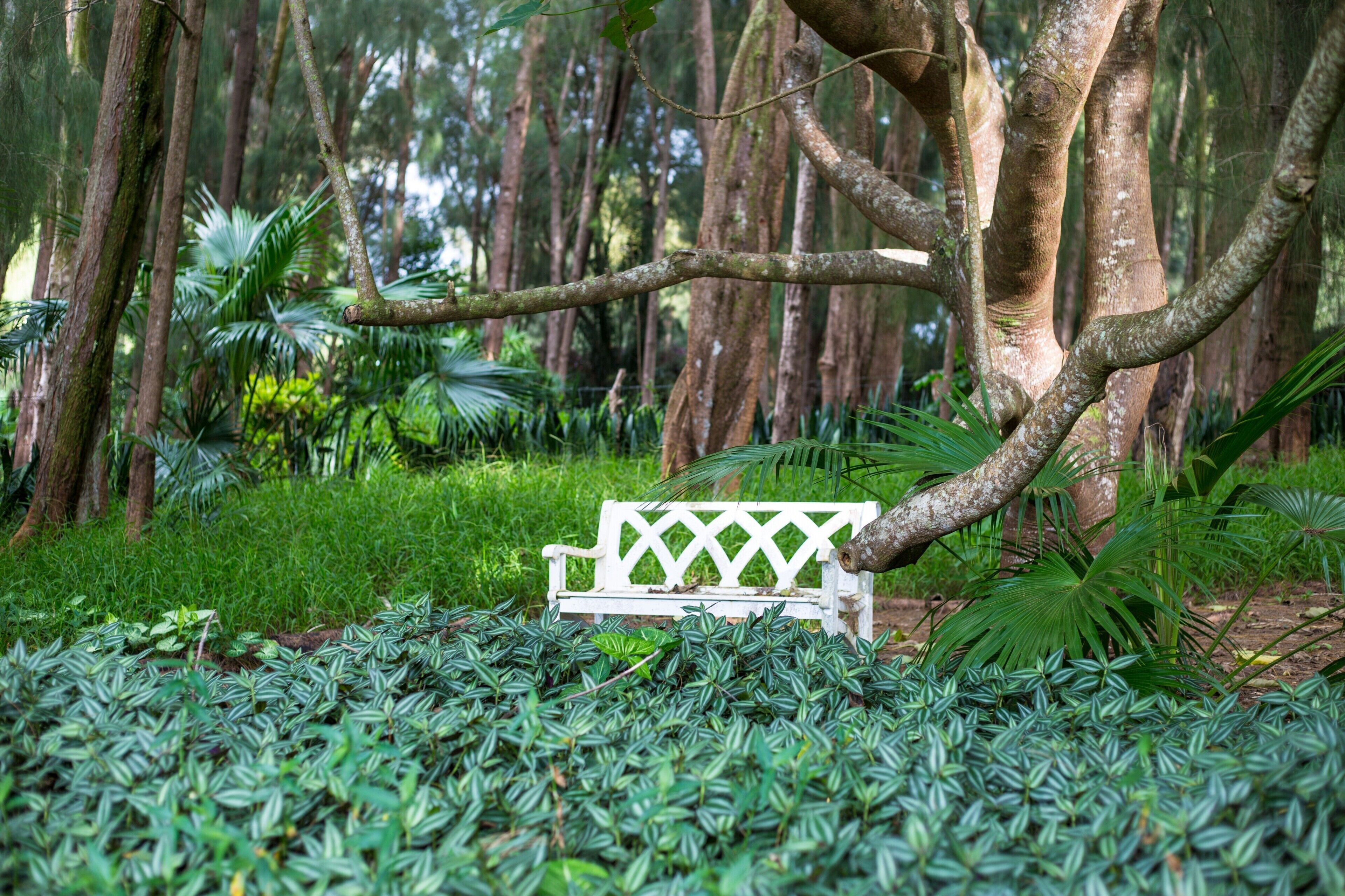 Un banco blanco en un jardín frondoso con abundante follaje y árboles altos.