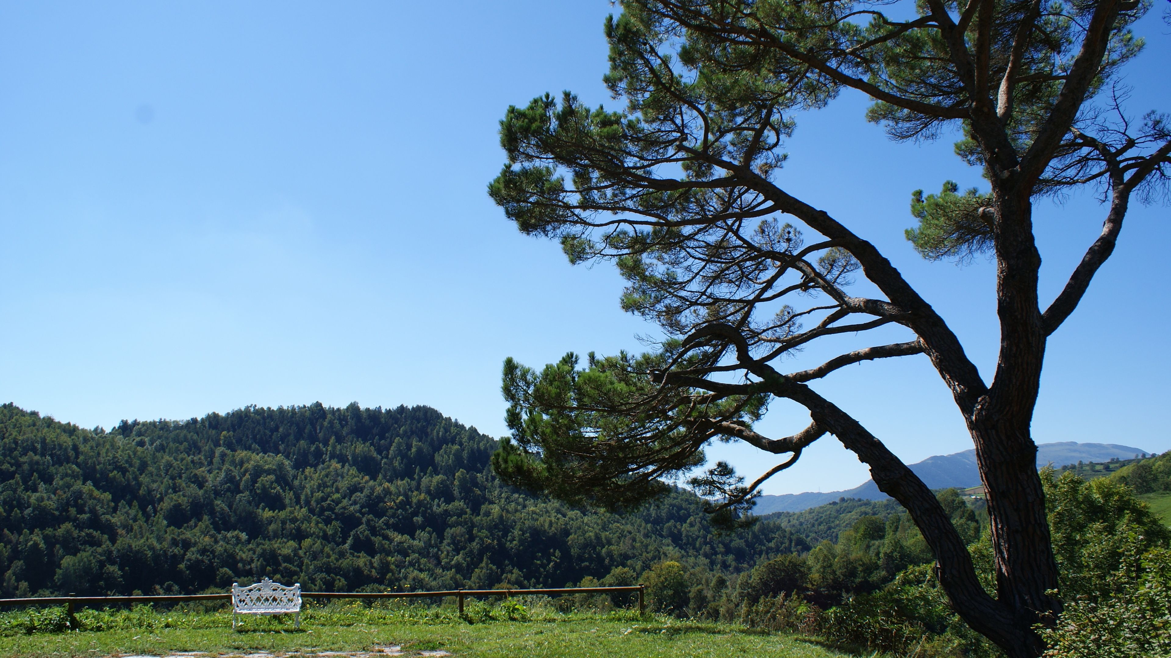 A bench in a natural setting with a forested hill in the background.
