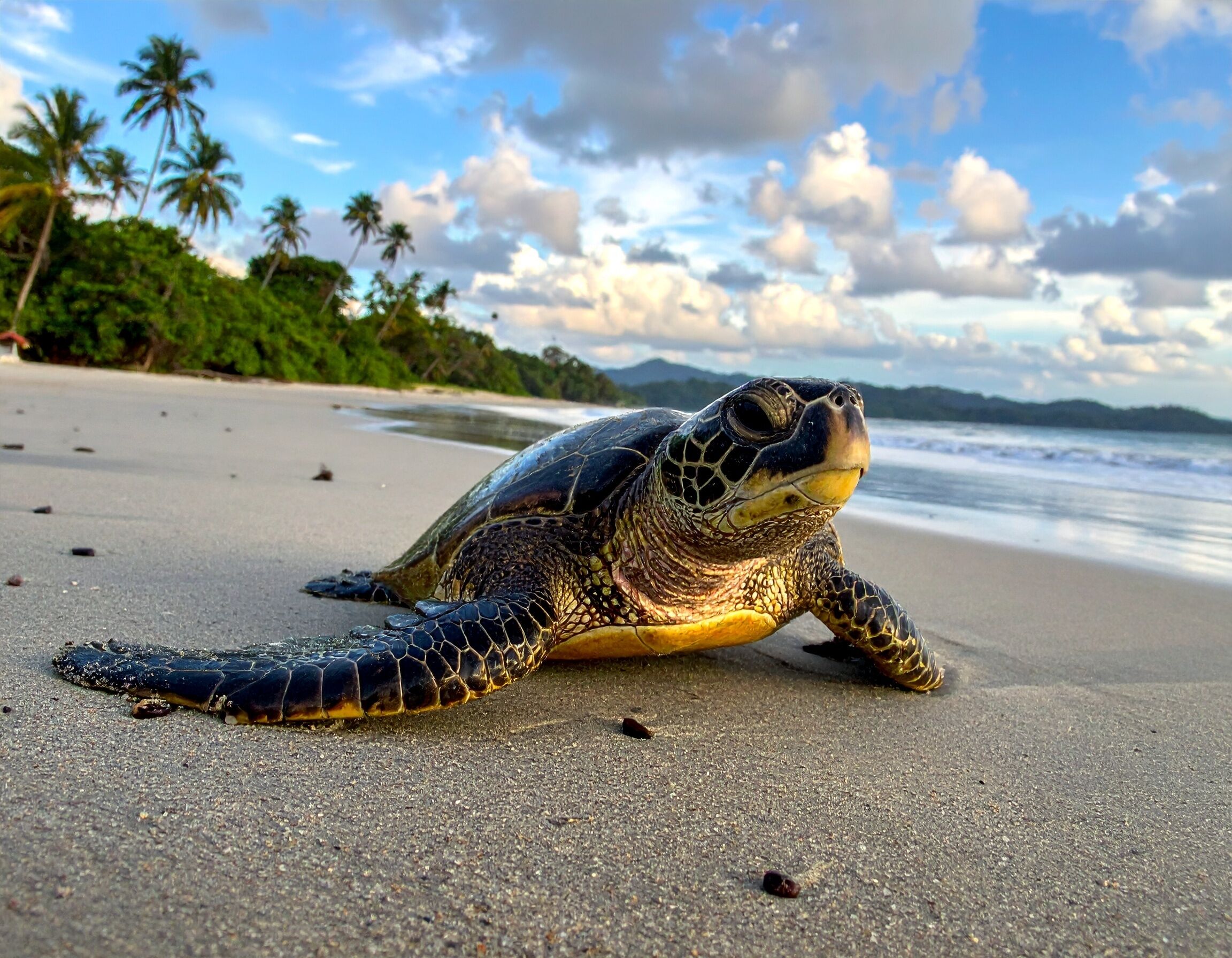 On the beach, sun-loungers, beach towels