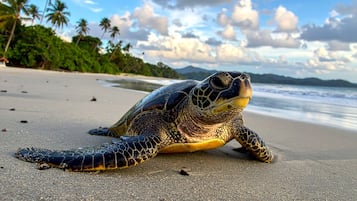 Plage, chaises longues, serviettes de plage