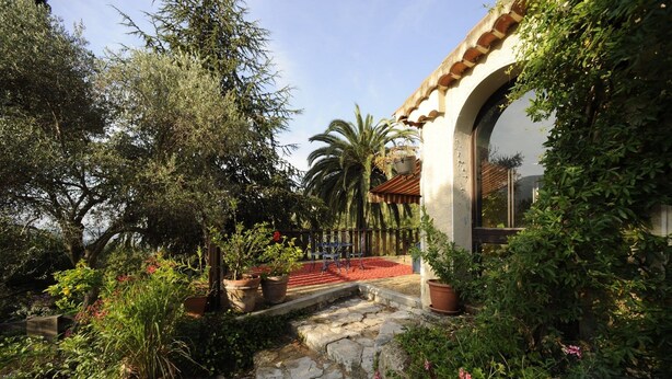 A courtyard with stone steps, potted plants, and a palm tree.