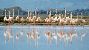 A group of flamingos standing in shallow water with reflections visible.