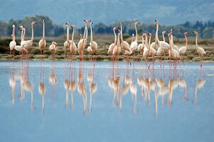 Un grupo de flamencos en aguas poco profundas, con reflejos visibles.