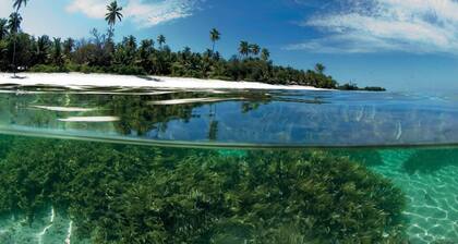 Entspannen in Stil mit Papayaguesthouse