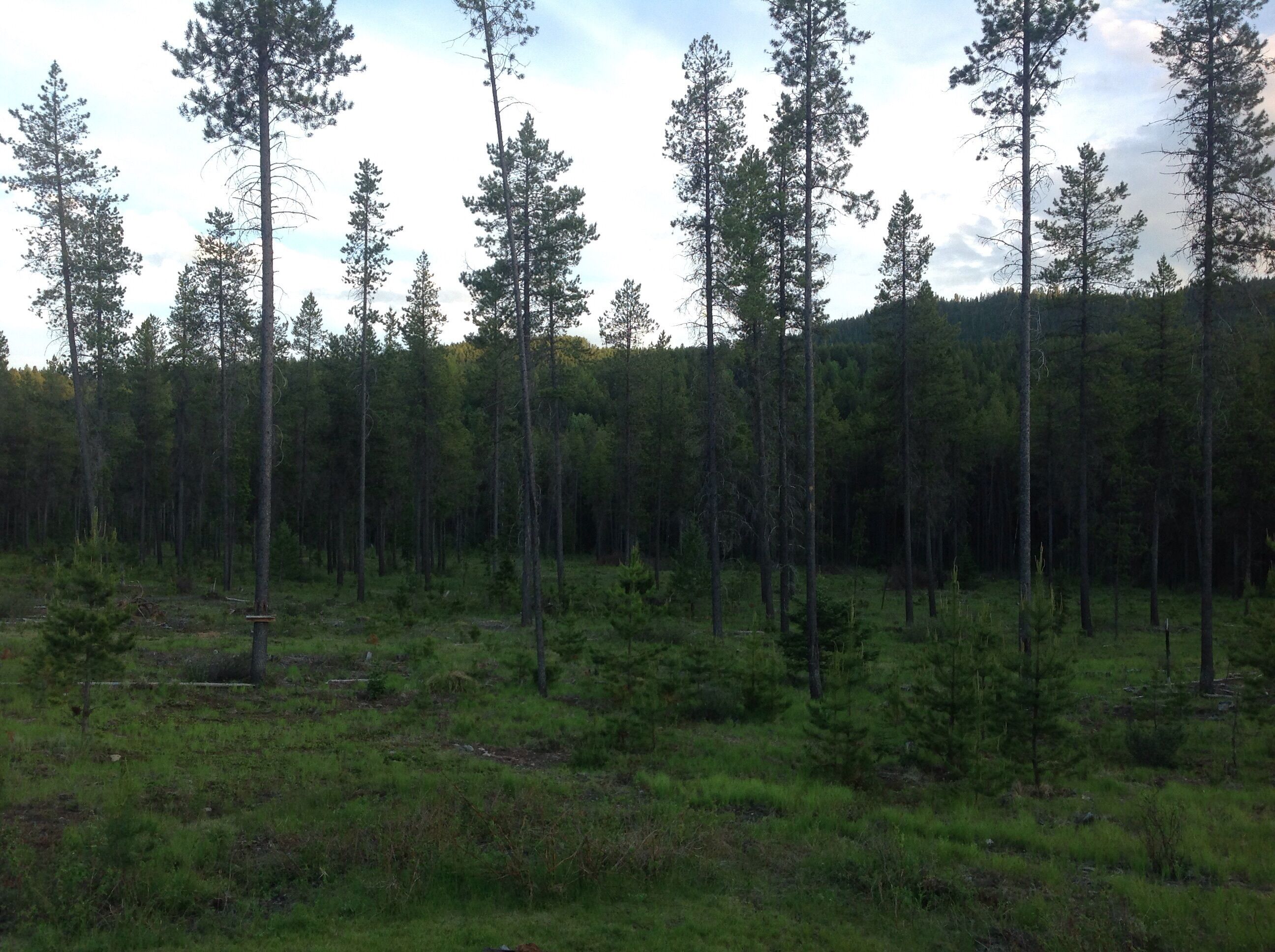 Un bosque con altos pinos y un campo cubierto de hierba.