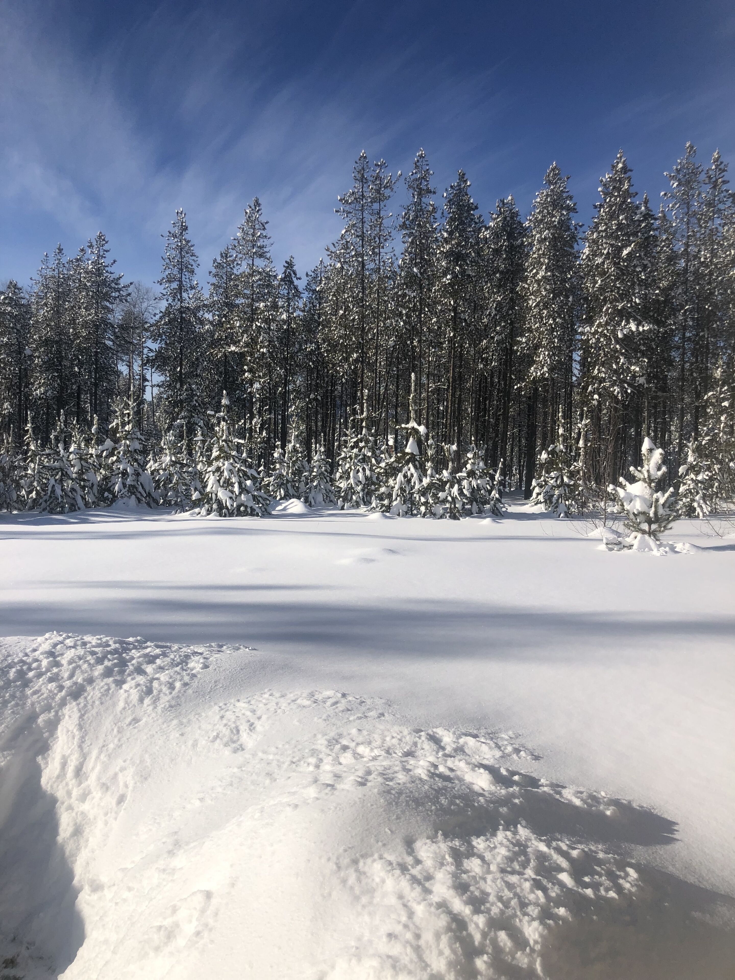 A snowy forest landscape with tall trees and a clear sky.