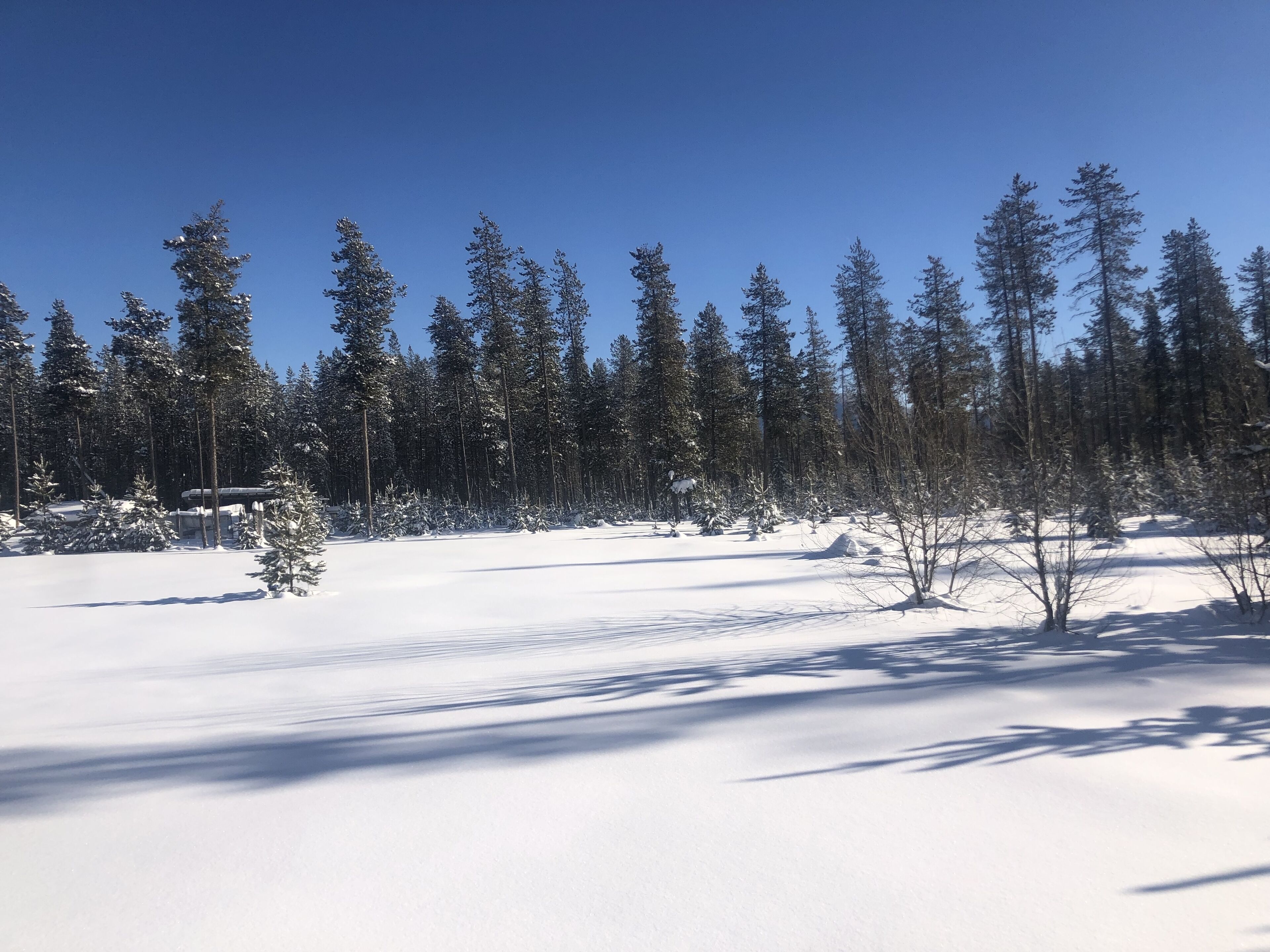 A snowy forest with tall evergreen trees and a clear blue sky.