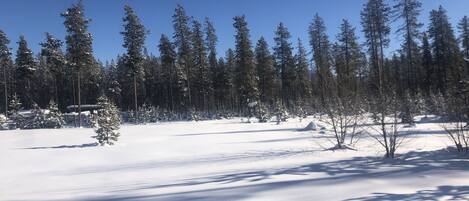A snowy forest with tall evergreen trees and a clear blue sky.