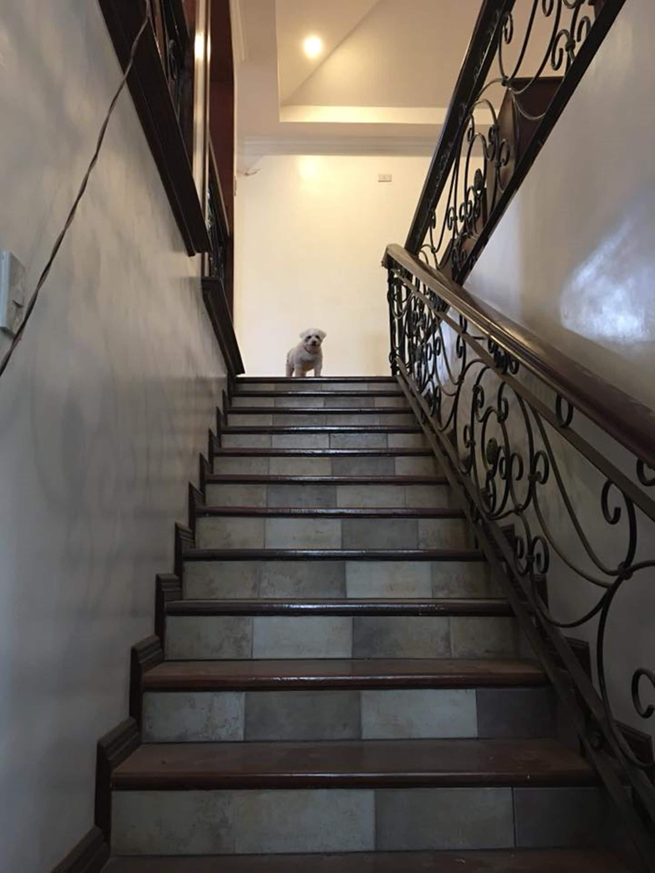 Eine Treppe mit Metallgeländer und einem Hund oben.