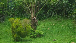 Garden - banja nature villa (Hikkaduwa)