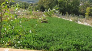 A lush green field with a fence and trees in the background. - Agropensiunea Maris (Feleacu)
