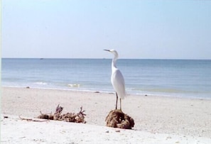 Enjoy a serene beach experience with a tranquil ocean view.