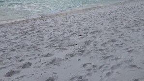 A beach with a sandy shore and a cloudy sky. - ***DIRECT GULF VIEWS**FREE UMBRELLA SERVICE**PET FRIENDLY**UPSCALE CONDO** (Miramar Beach)