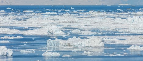 Una extensa extensión de icebergs flotando en un océano azul y frío, con montañas lejanas al fondo.