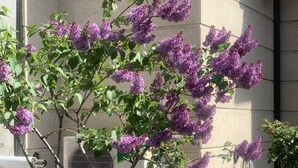 Una esquina de edificio con un árbol de flores púrpuras, un equipo de aire acondicionado y una planta en maceta.