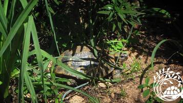 En skildpadde i et naturligt landskab med frodig beplantning.