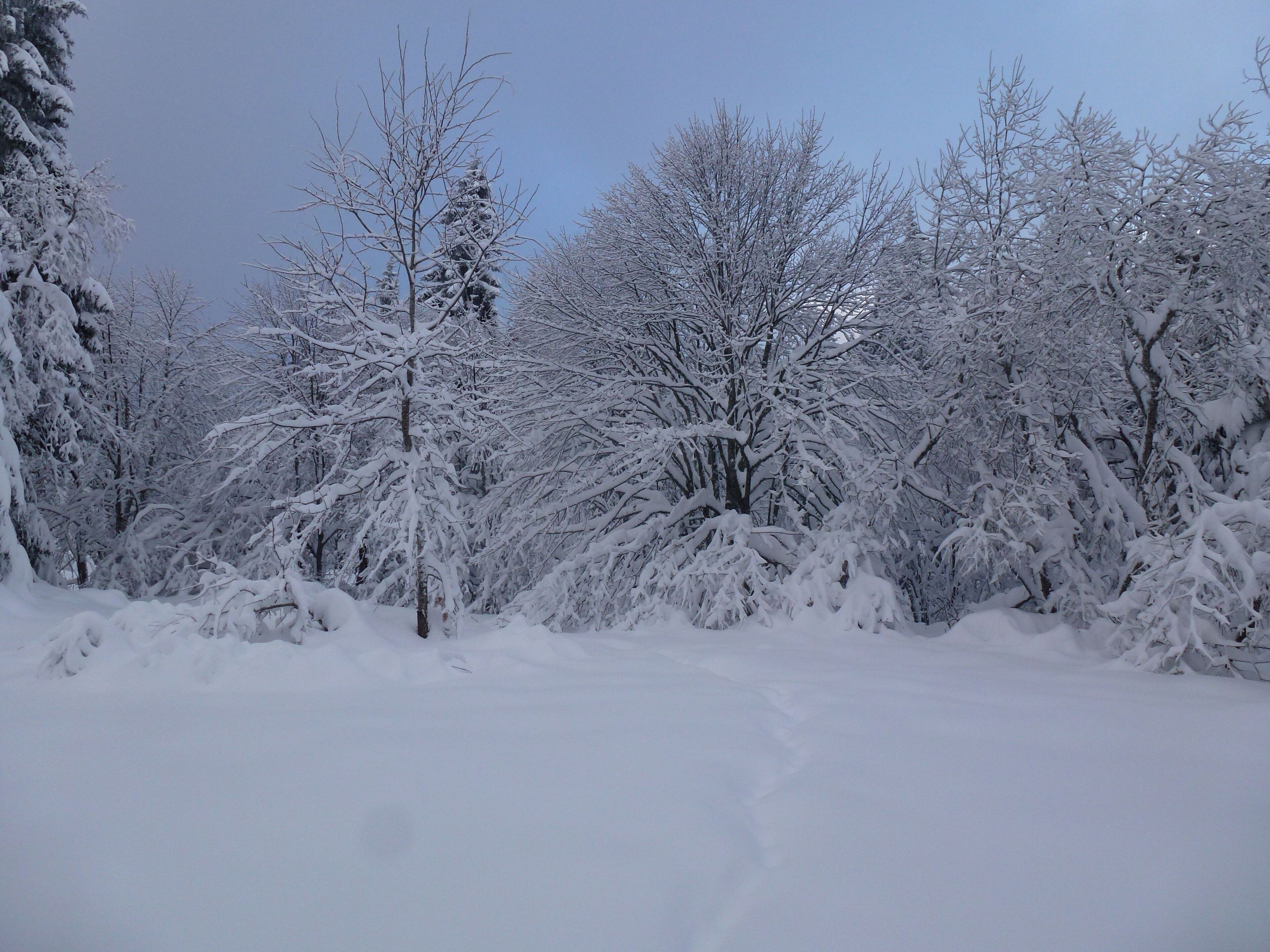 Un paisaje nevado de bosque con árboles densos cubiertos de nieve.