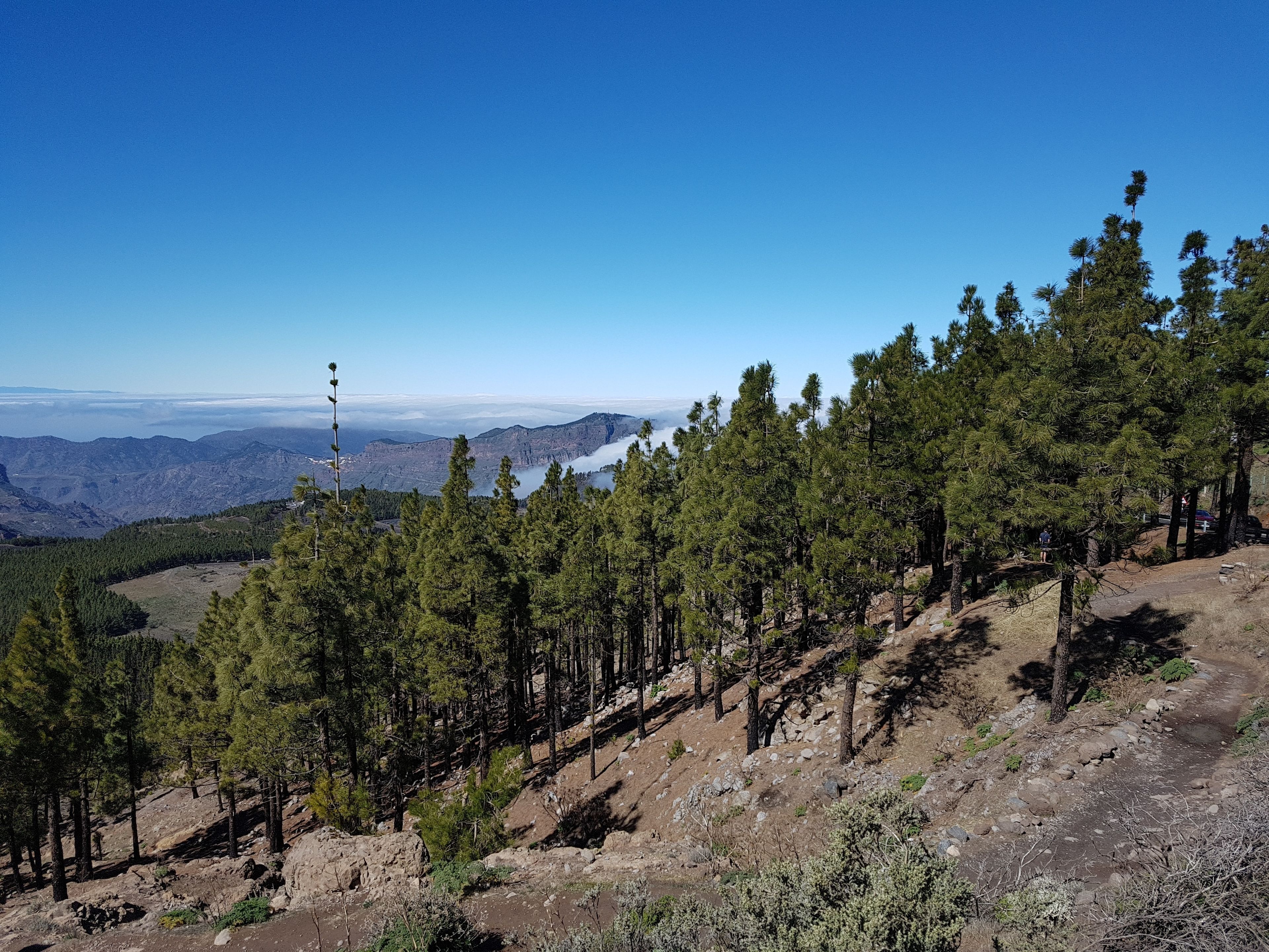 A mountainous landscape with dense pine forests and a clear sky.