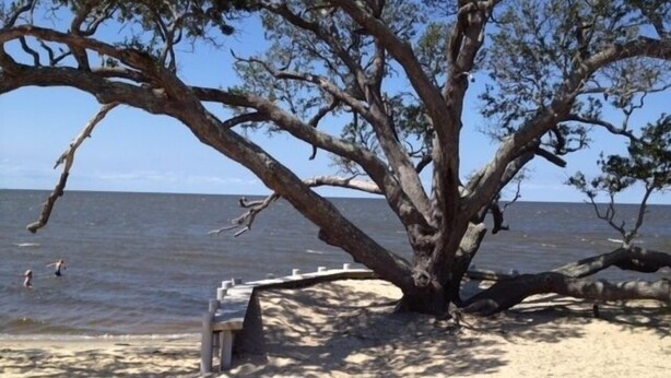 A beach with a large tree, a wooden bench, and the ocean in the background. - Treehouse OBX. Cozy cottage in family/pet-friendly neighborhood. Close to sound. (Kill Devil Hills)