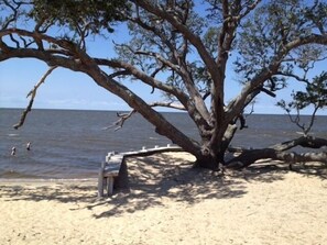 Une plage avec un grand arbre, un banc en bois et l’océan en arrière-plan.