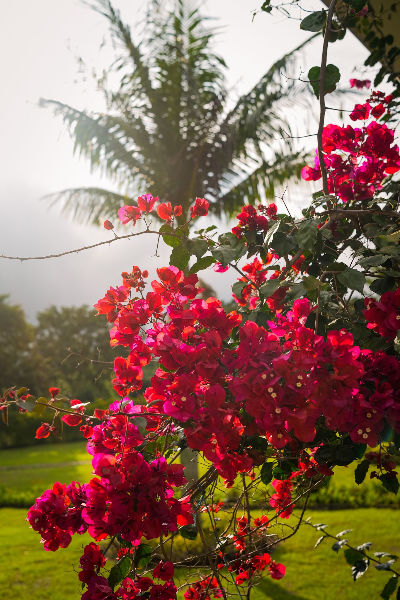 A garden with vibrant pink flowers and a palm tree in the background.
