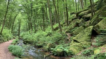 Ein bewaldetes Gebiet mit einem Bach und einem Feldweg.