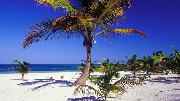 A beach with palm trees and a clear blue sky. - Tahabi Shoe Store (Wazirpur)