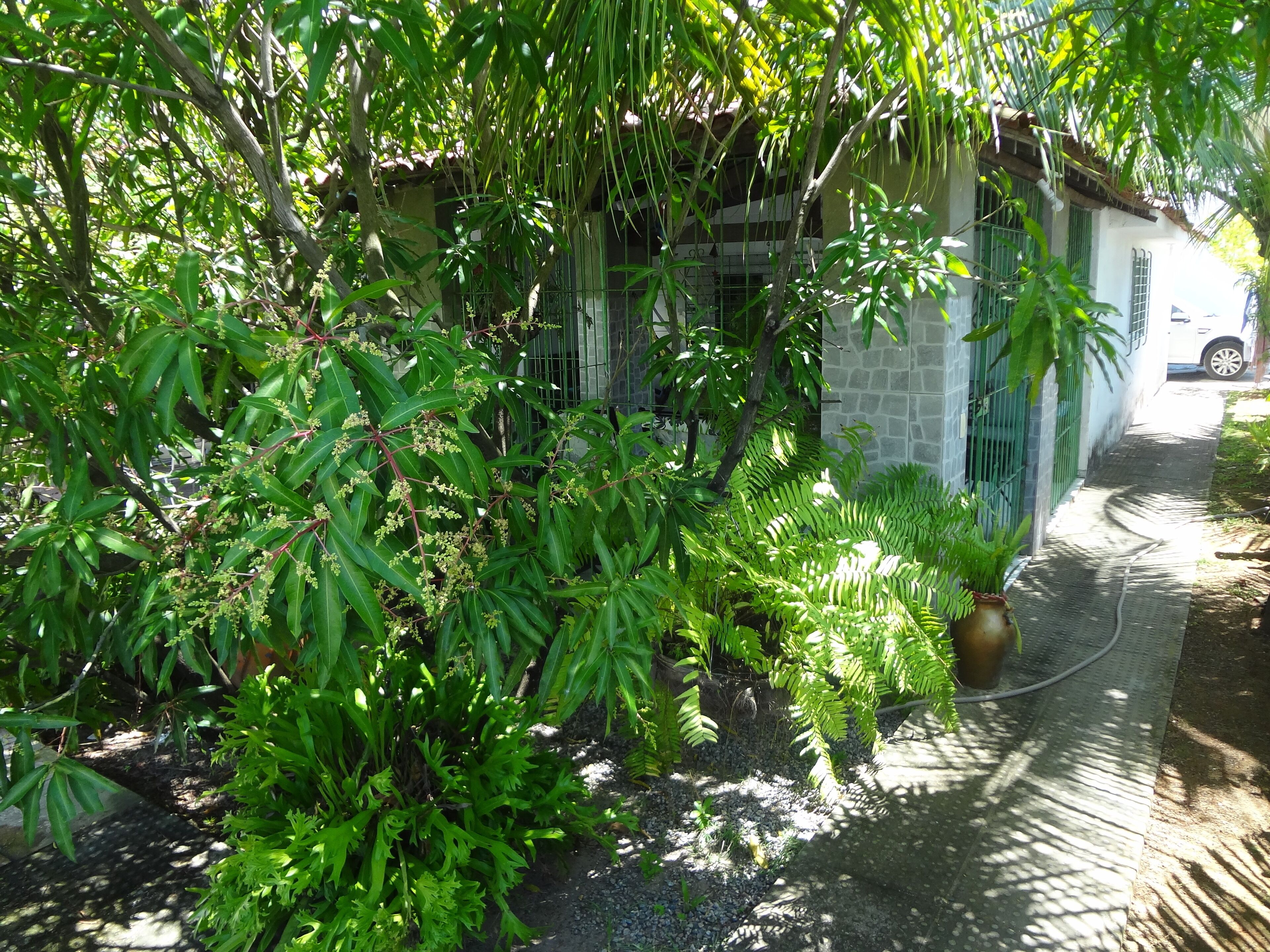 A garden area with various plants and a pathway leading to a building with a metal gate.