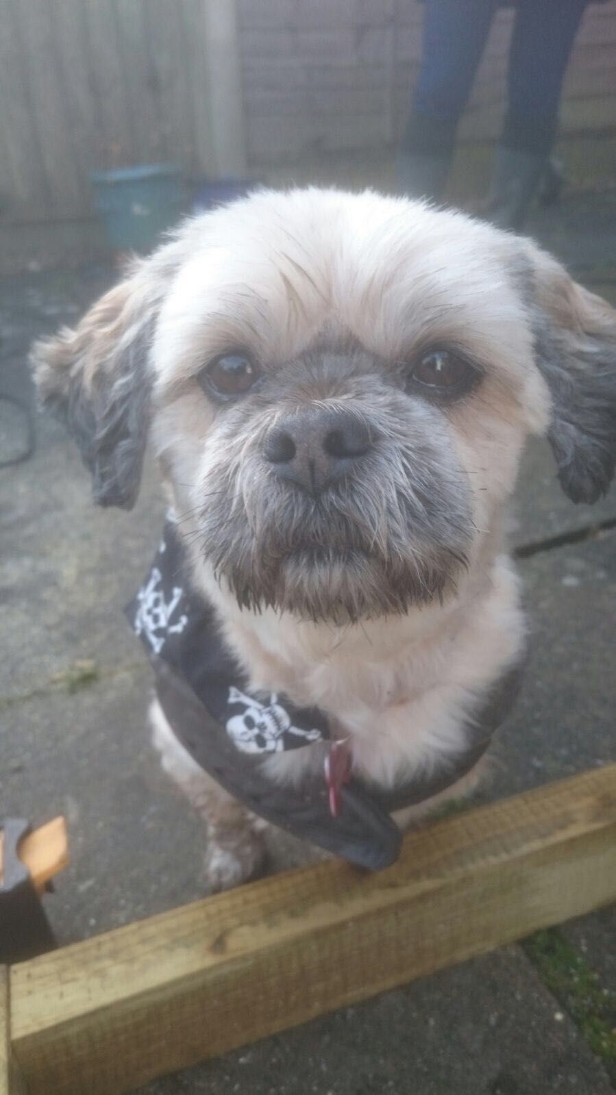 Un piccolo cane con una bandana a motivo di teschio, seduto su un piano di legno.