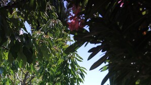 Un sentier bordé d’une végétation luxuriante et de différentes plantes à fleurs.
