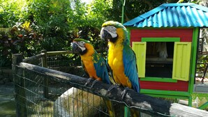 Dos guacamayos posados en una valla de madera frente a una pequeña casa de pájaros de colores vivos.