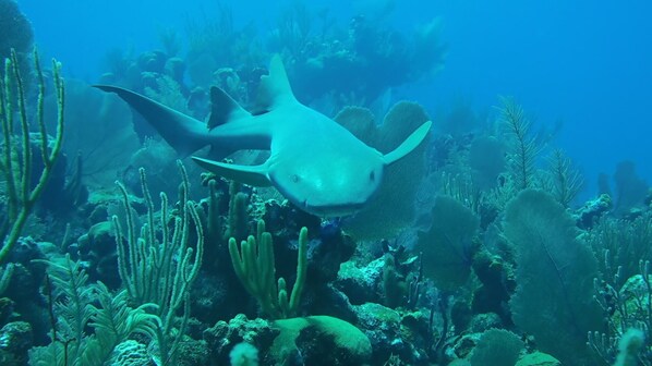A shark swimming near a coral reef. - NEWLY RENOVATED! beach/ocean views, 2 BR, 2BA, quiet, gorgeous beach. (West Bay)