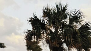 A poolside area with turquoise lounge chairs and a palm tree. - Sunrise+Sunset on the Beach  (Hollywood)