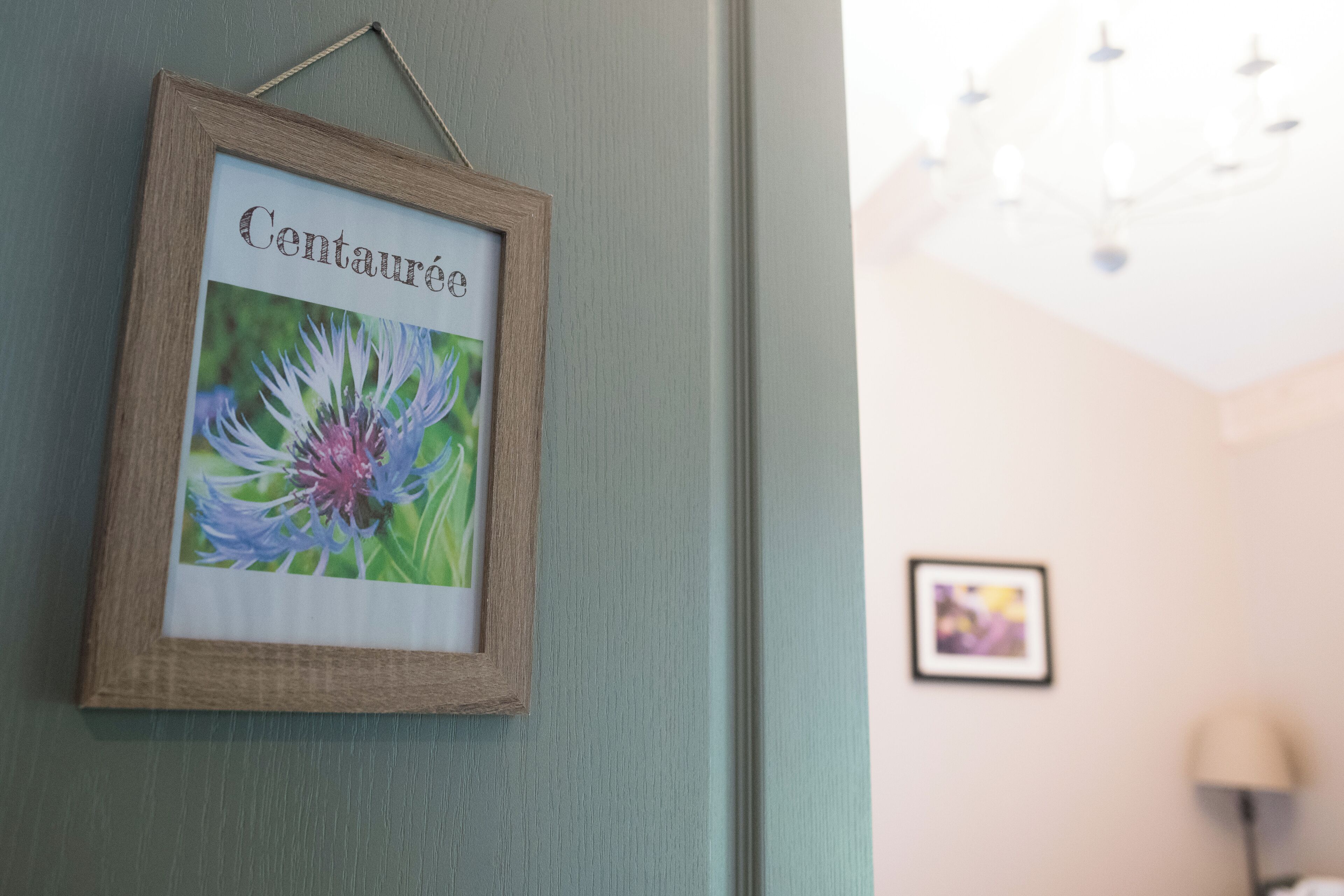 A framed picture of a Centauré flower on a wall.