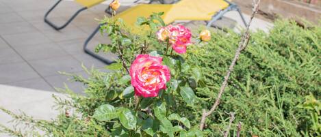 Dos sillones amarillos bajo un paraguas rojo, con un edificio blanco al fondo y un arbusto con flores rosas en primer plano.