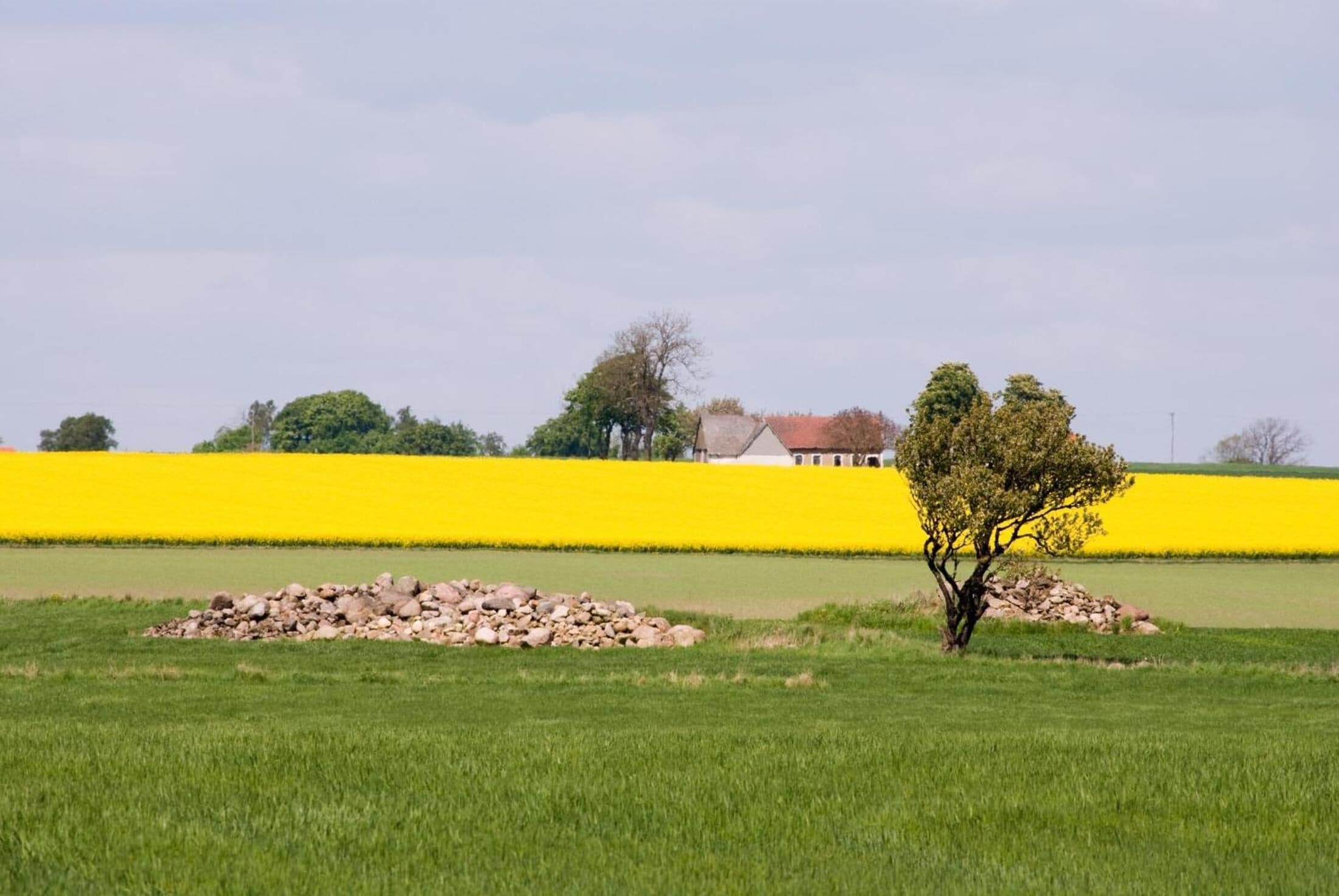 Paisaje rural con un campo amarillo, un edificio blanco y un árbol.