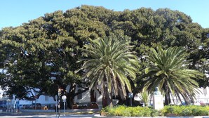Escena callejera con palmeras, un semáforo y un edificio con un árbol grande al fondo.