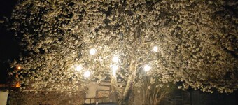 Chez Aurélia: Zen room with private bathroom