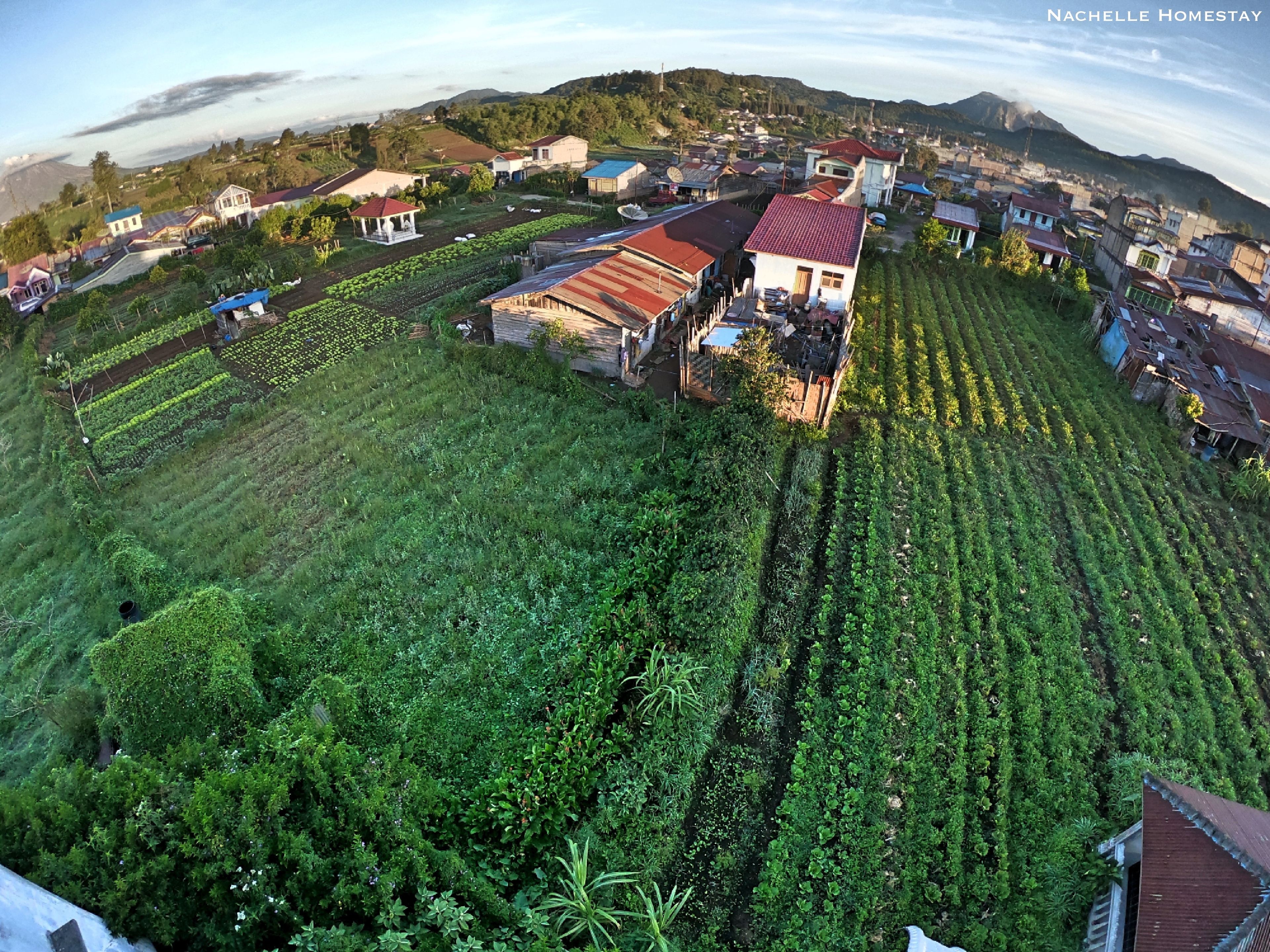 A rural homestay with terraced fields and houses with red roofs.