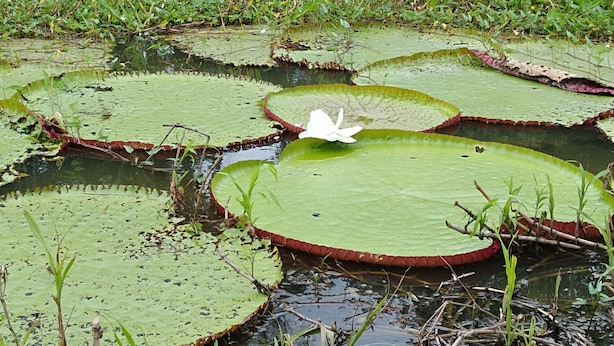 A pond with lily pads and a white flower in the center.