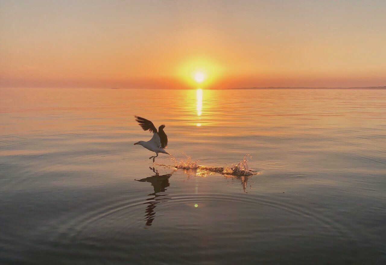 Une mouette volant au-dessus d’une étendue d’eau calme au coucher du soleil.