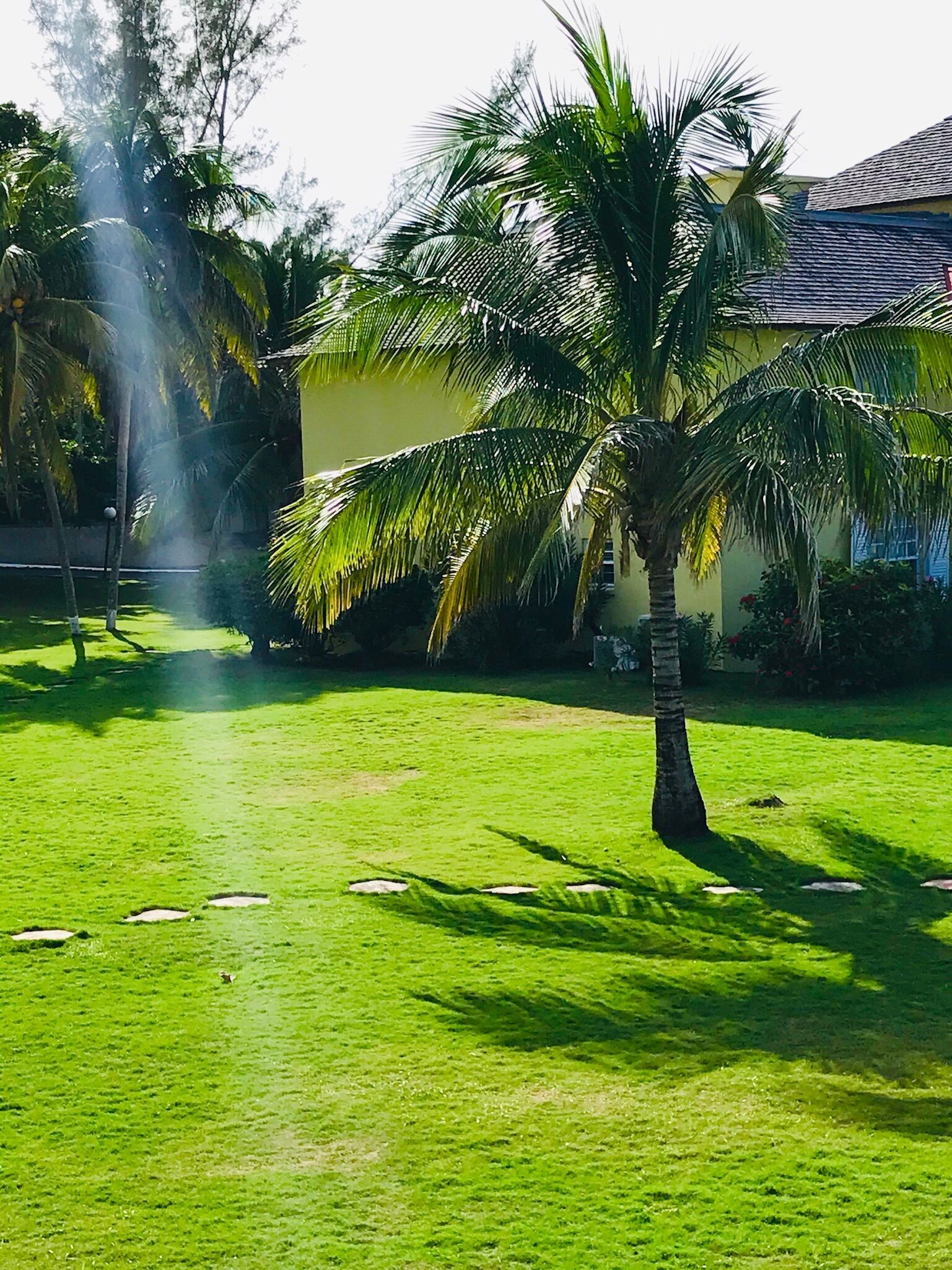 A well-maintained lawn with a palm tree, a house with a tiled roof, and a clear sky.