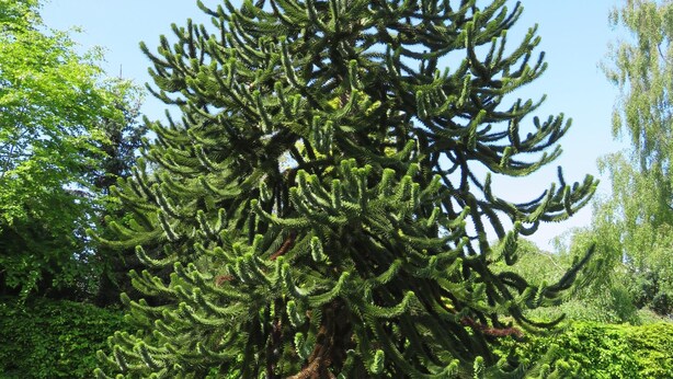 Un grand arbre à feuilles persistantes et à bois dense, planté dans un jardin aménagé avec des allées de gravier et d’autres végétaux.