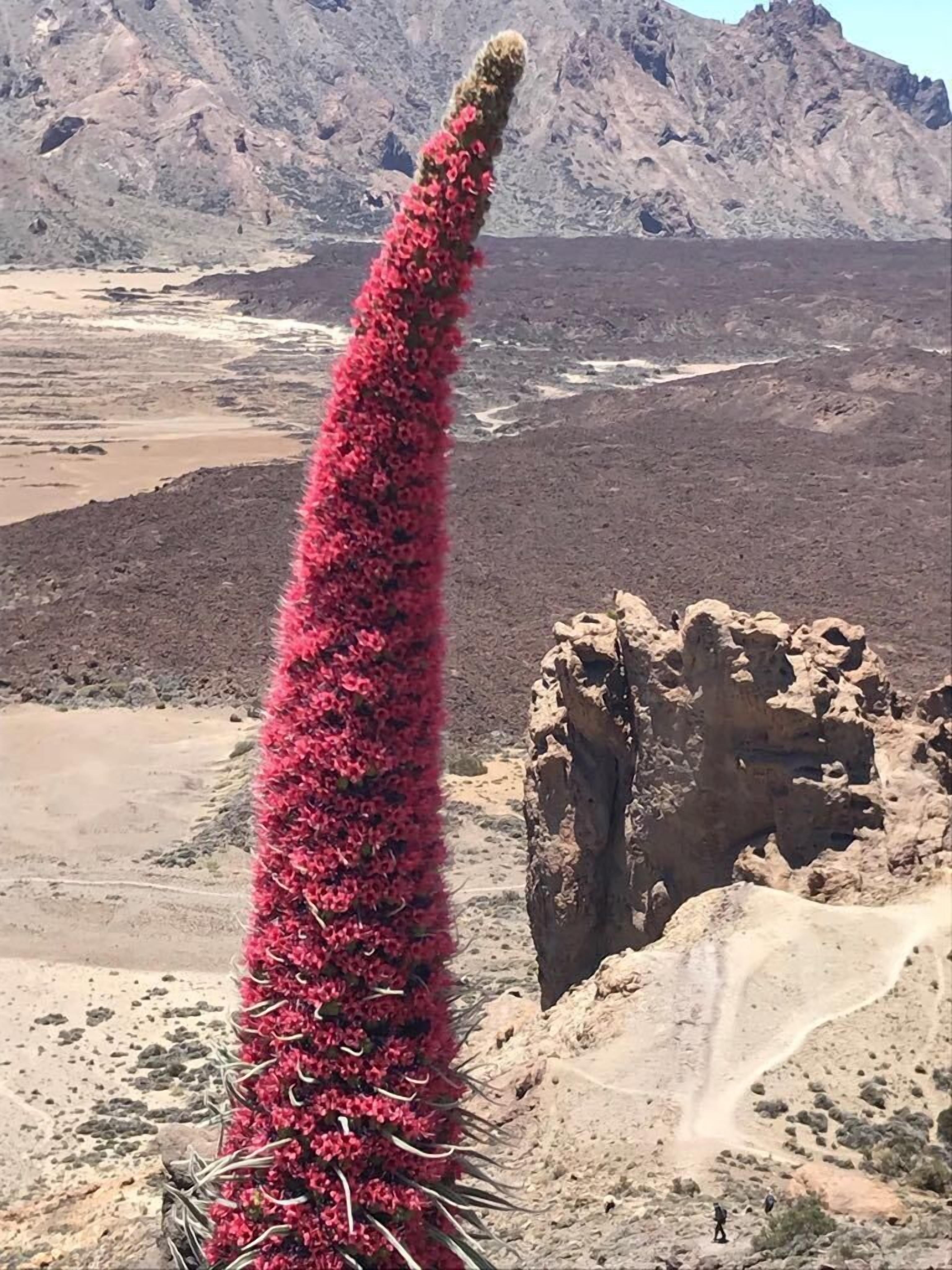 A tall cactus with pink flowers in a desert landscape with rocky terrain and a clear sky.